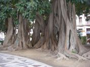 2008-02-15-031-Parque-near-House