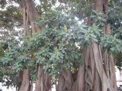 2008-02-15-032-Parque-near-House