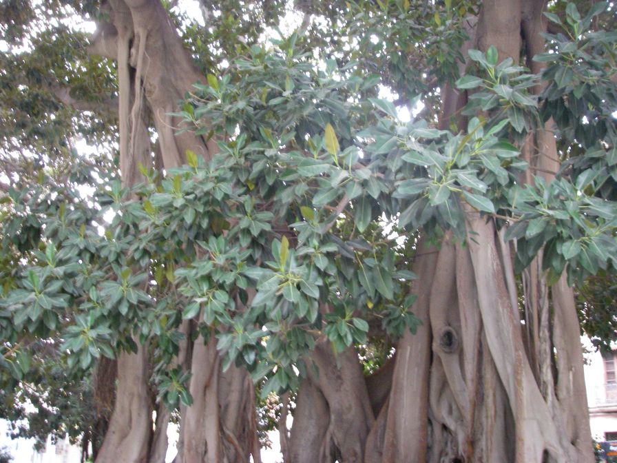 2008-02-15-032-Parque-near-House