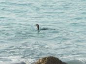 2008-02-16-026-Cormorant