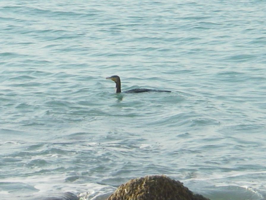 2008-02-16-026-Cormorant