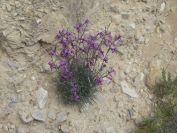 2008-03-22-006-Matthiola-fruticulosa