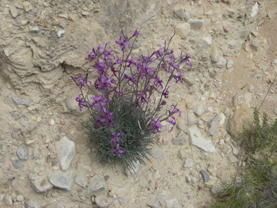 2008-03-22-006-Matthiola-fruticulosa