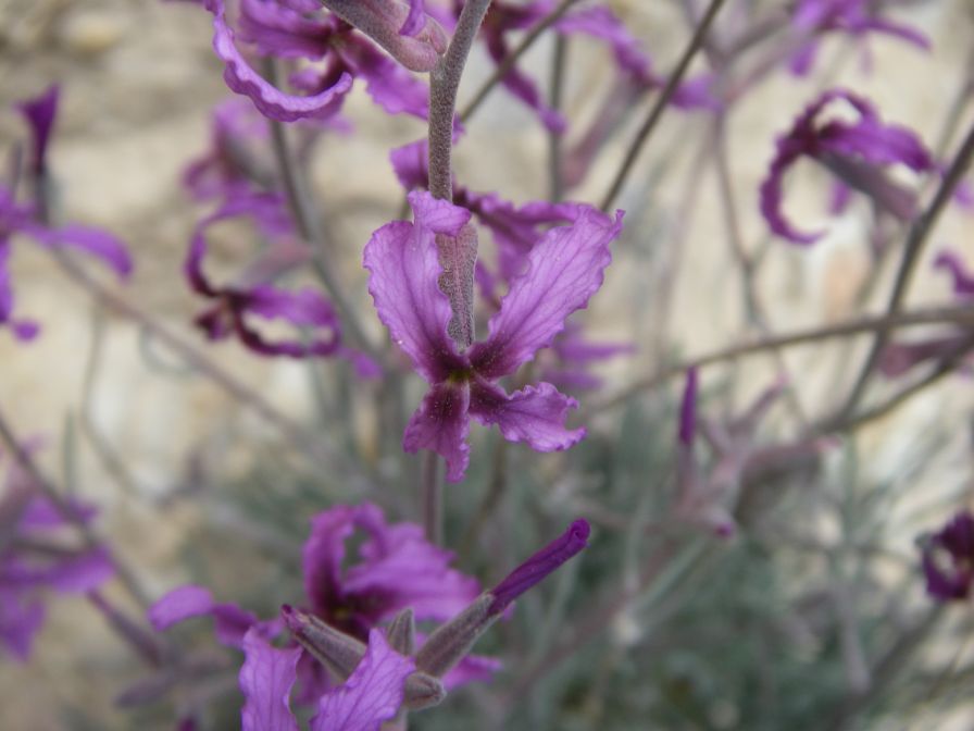 2008-03-22-007-Matthiola-fruticulosa