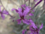 2008-03-22-008-Matthiola-fruticulosa