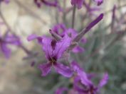2008-03-22-009-Matthiola-fruticulosa