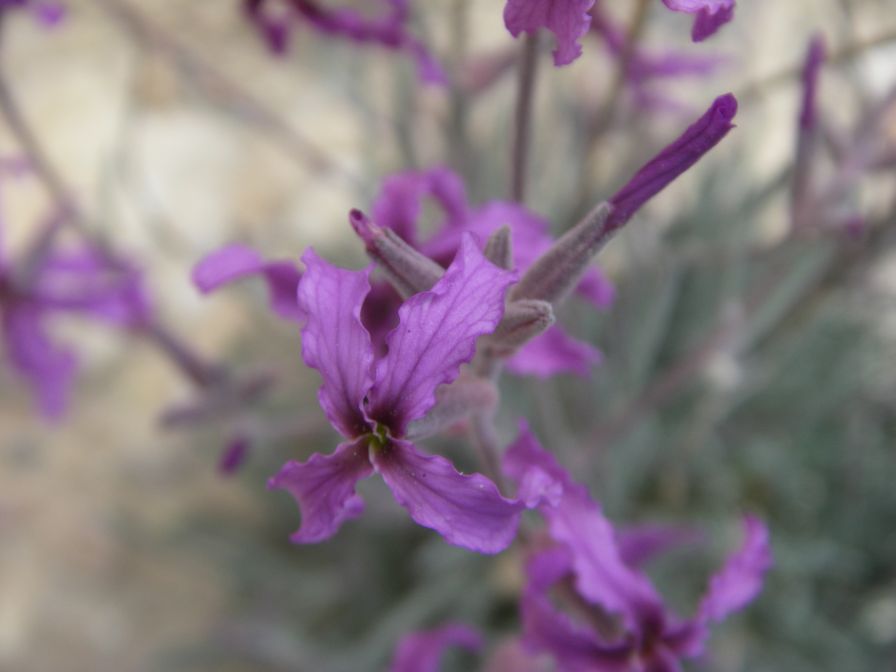 2008-03-22-009-Matthiola-fruticulosa