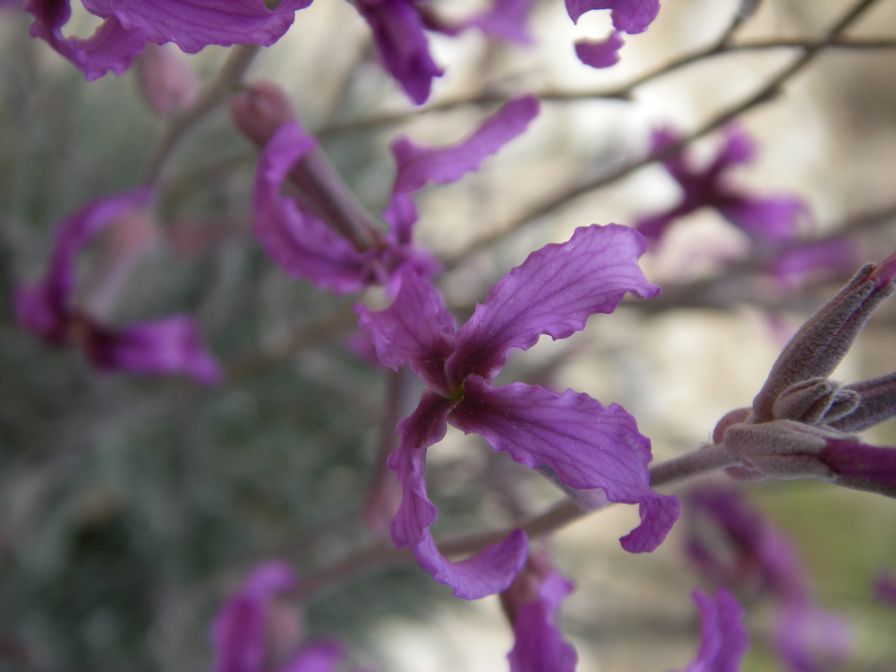 2008-03-22-010-Matthiola-fruticulosa