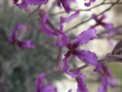2008-03-22-011-Matthiola-fruticulosa