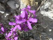 2008-03-22-019-Matthiola-fruticulosa