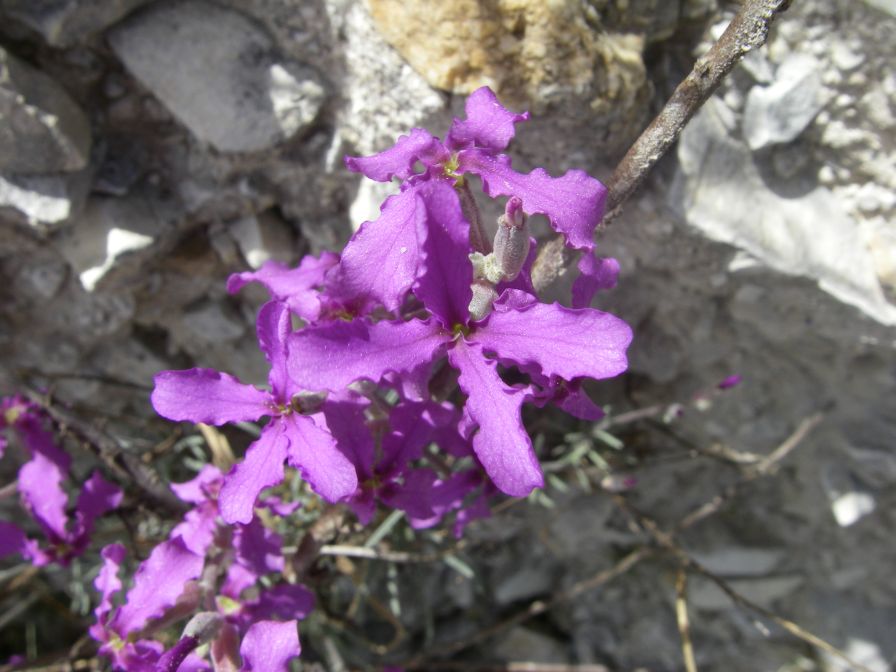 2008-03-22-019-Matthiola-fruticulosa