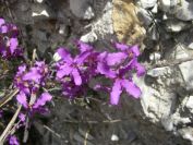 2008-03-22-020-Matthiola-fruticulosa