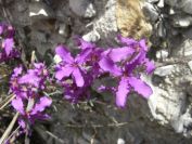 2008-03-22-021-Matthiola-fruticulosa