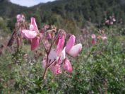 2008-03-22-026-Pea
