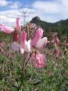2008-03-22-028-Pea