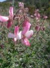 2008-03-22-029-Pea