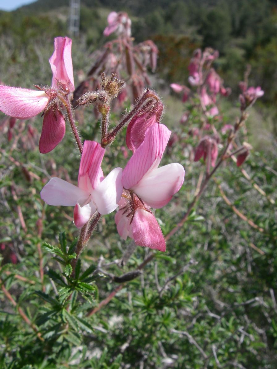 2008-03-22-029-Pea