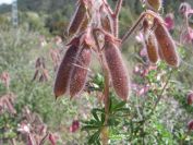 2008-03-22-030-Pea