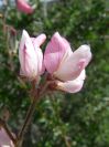 2008-03-22-031-Pea