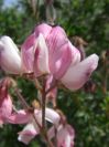 2008-03-22-032-Pea