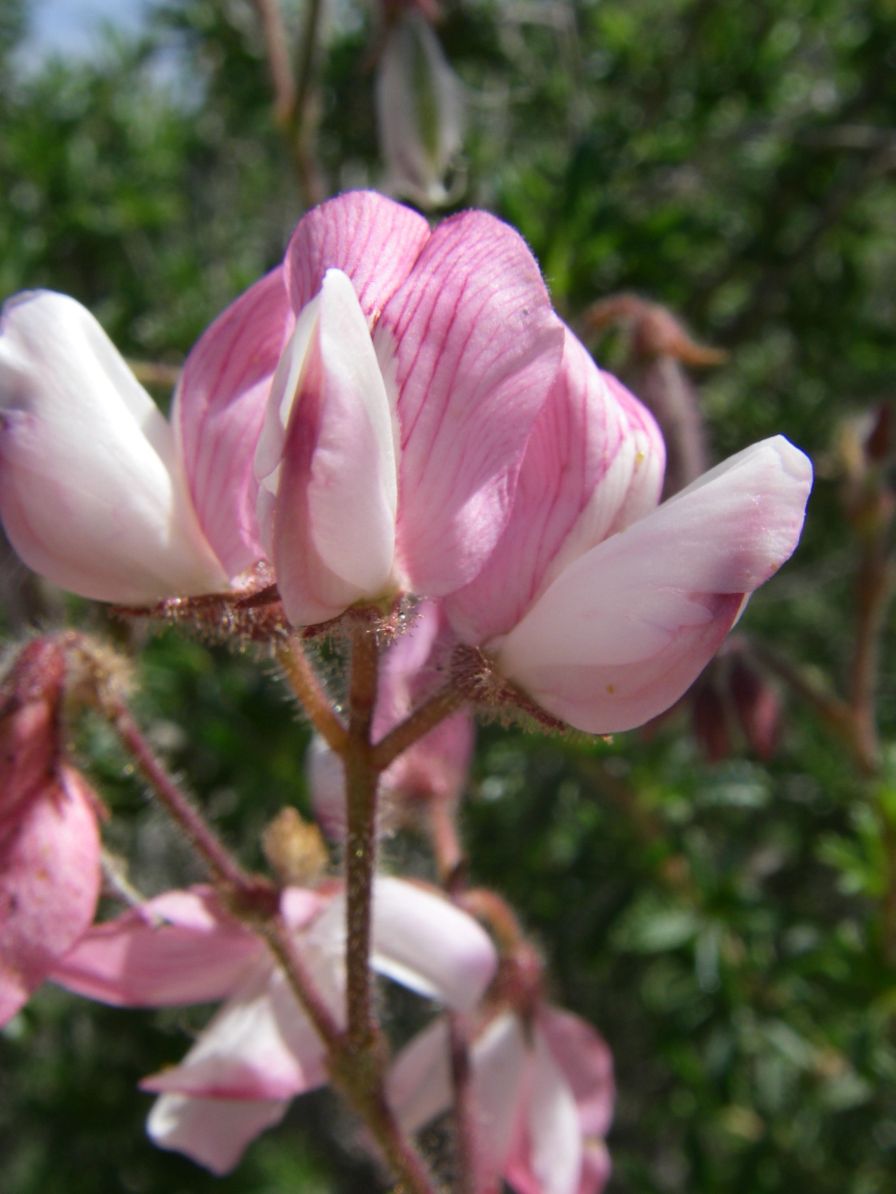 2008-03-22-032-Pea