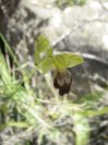 2008-03-22-033-Orchid