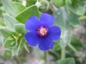 2008-03-22-034-Anagalis-arvensis