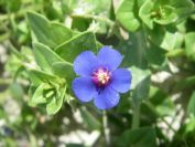 2008-03-22-035-Anagalis-arvensis