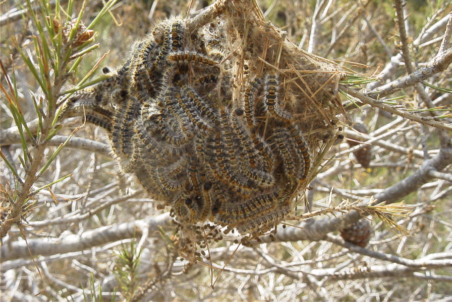 2008-03-23-010-Processional-caterpillar