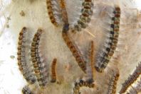 2008-03-23-012-Processional-caterpillar