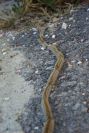 2008-03-23-013-Processional-caterpillar