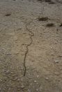 2008-03-23-014-Processional-caterpillar