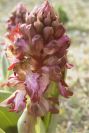 2008-03-23-016-Orchid