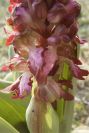 2008-03-23-017-Orchid