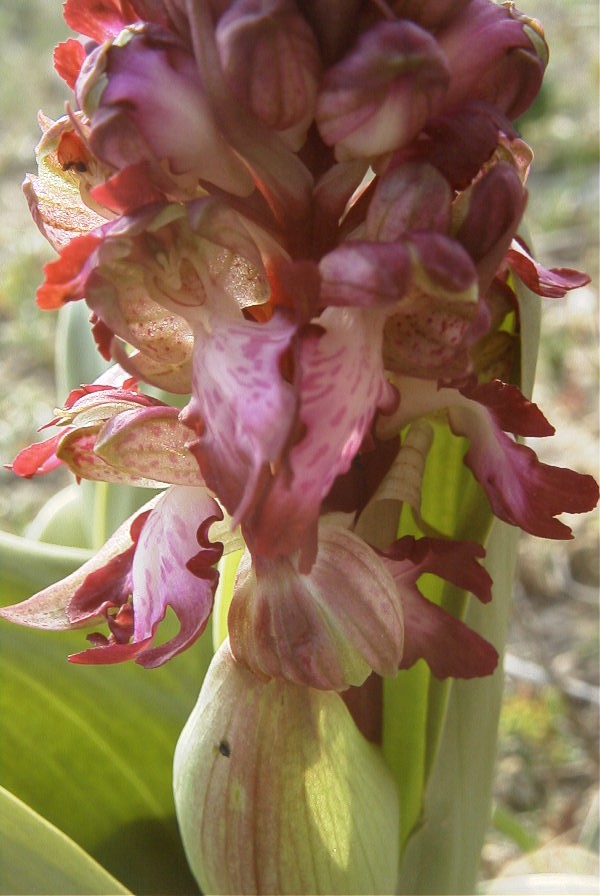 2008-03-23-017-Orchid