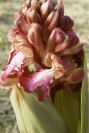 2008-03-23-018-Orchid