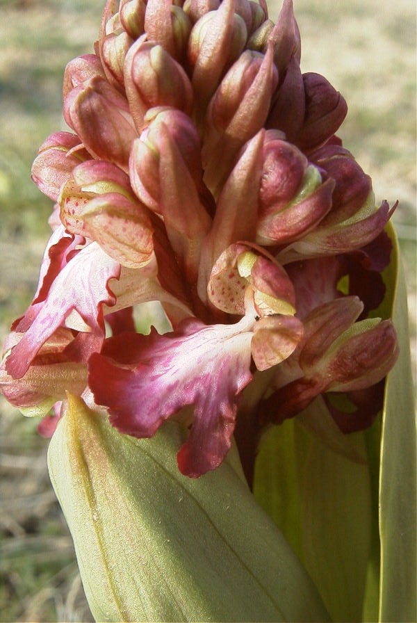 2008-03-23-018-Orchid