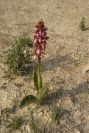 2008-03-23-019-Orchid