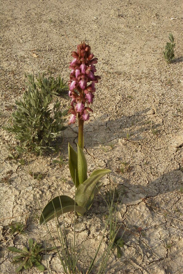 2008-03-23-019-Orchid
