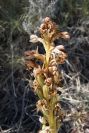2008-03-23-021-Orchid