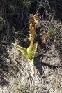 2008-03-23-022-Orchid