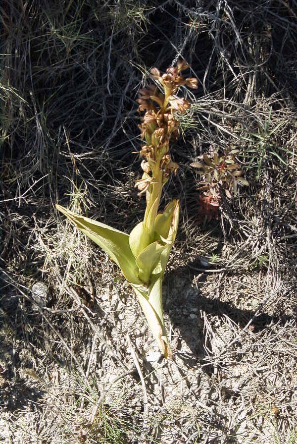 2008-03-23-022-Orchid
