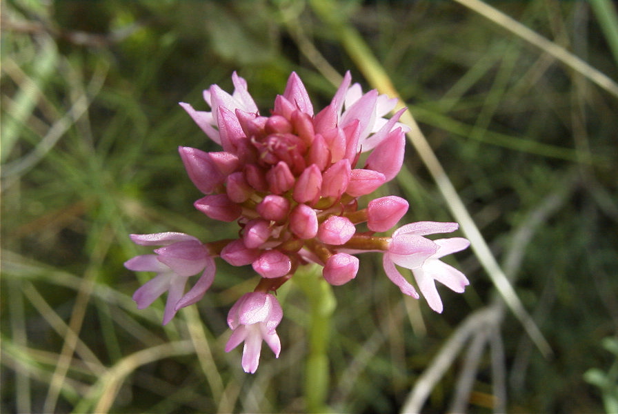 2008-03-23-023-Orchid