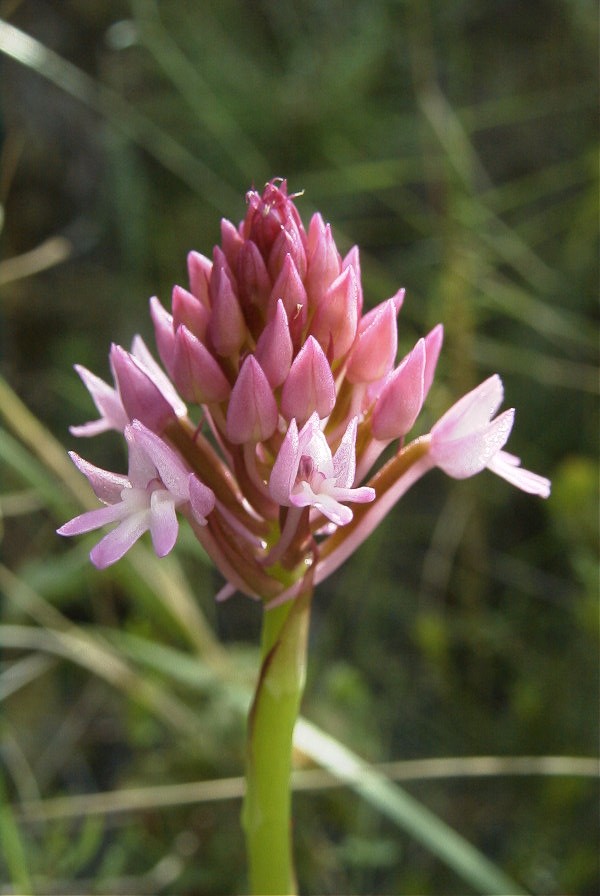 2008-03-23-024-Orchid