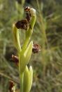 2008-03-23-025-Orchid