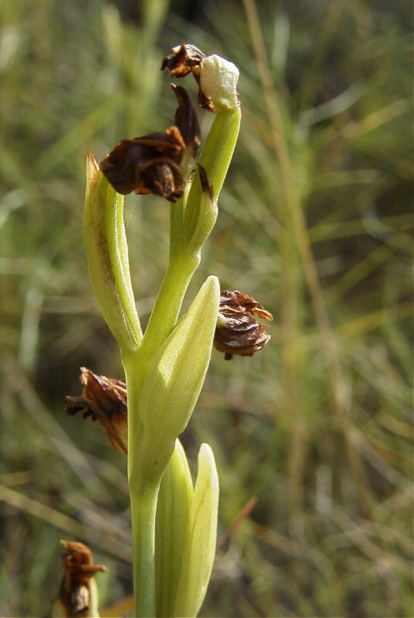 2008-03-23-025-Orchid