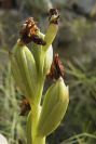 2008-03-23-026-Orchid