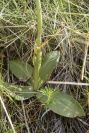 2008-03-23-027-Orchid