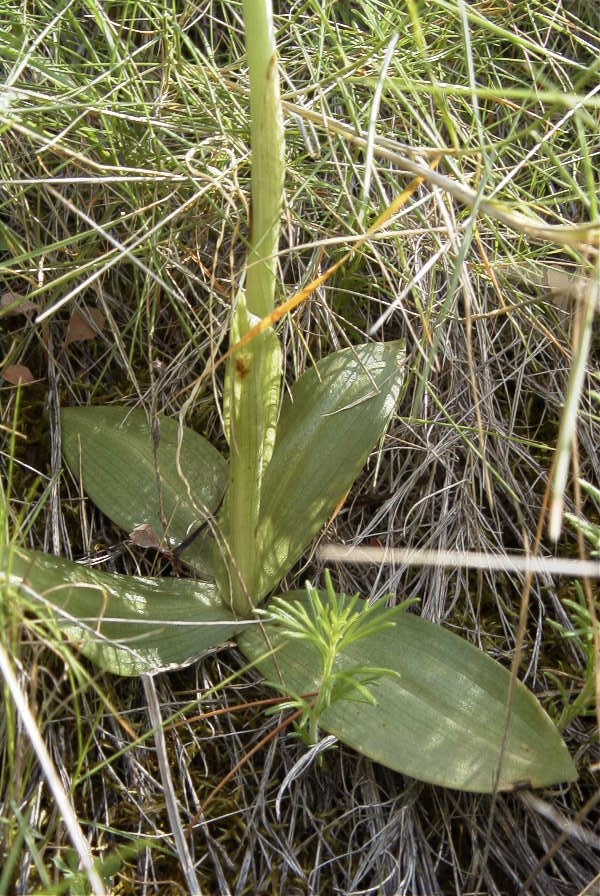 2008-03-23-027-Orchid