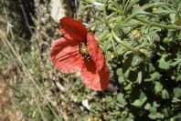 2008-03-23-028-Adonis-annua